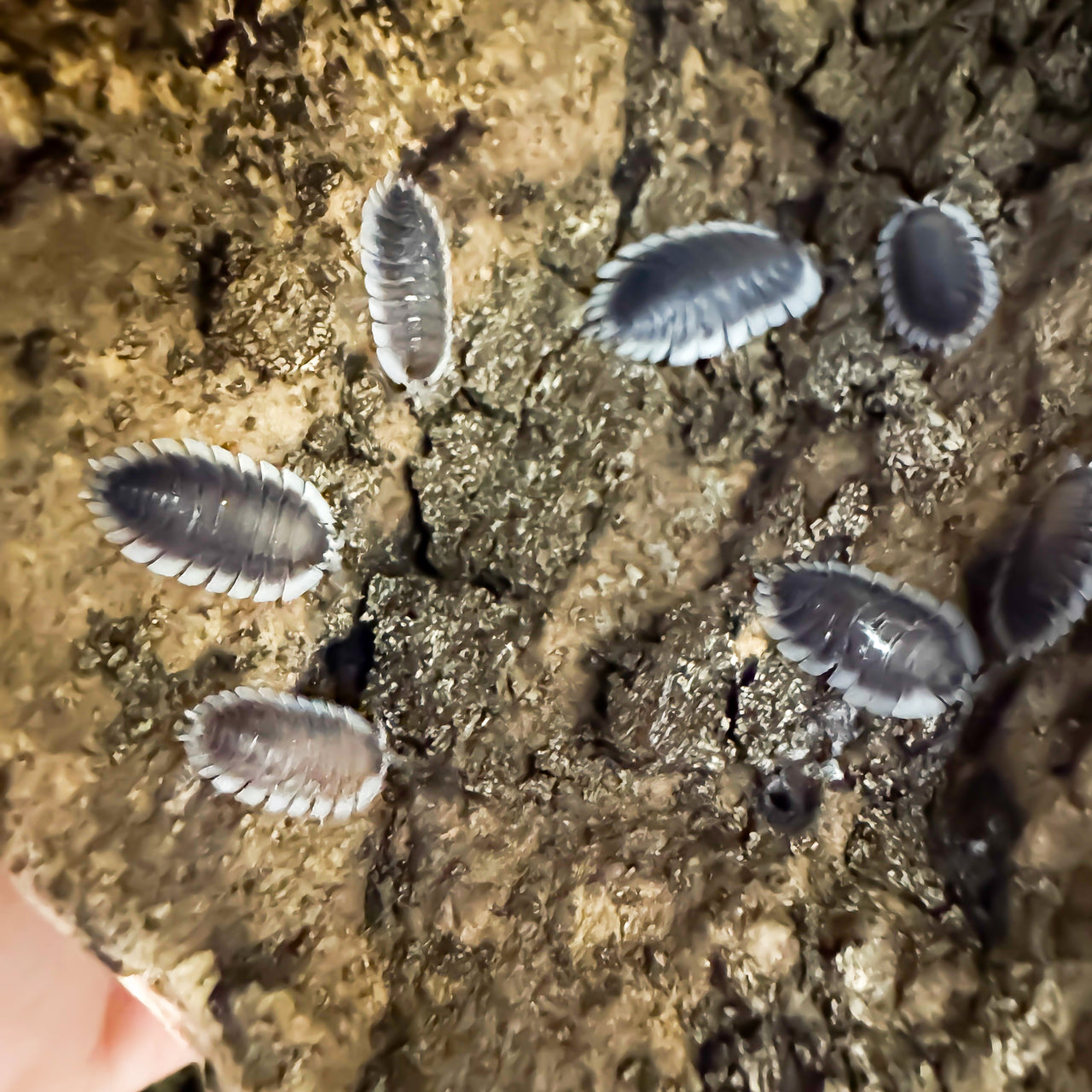 Porcellio Werneri "Greek Shield Isopod"
