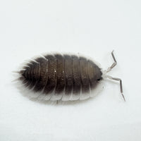 Thumbnail for Porcellio Werneri 