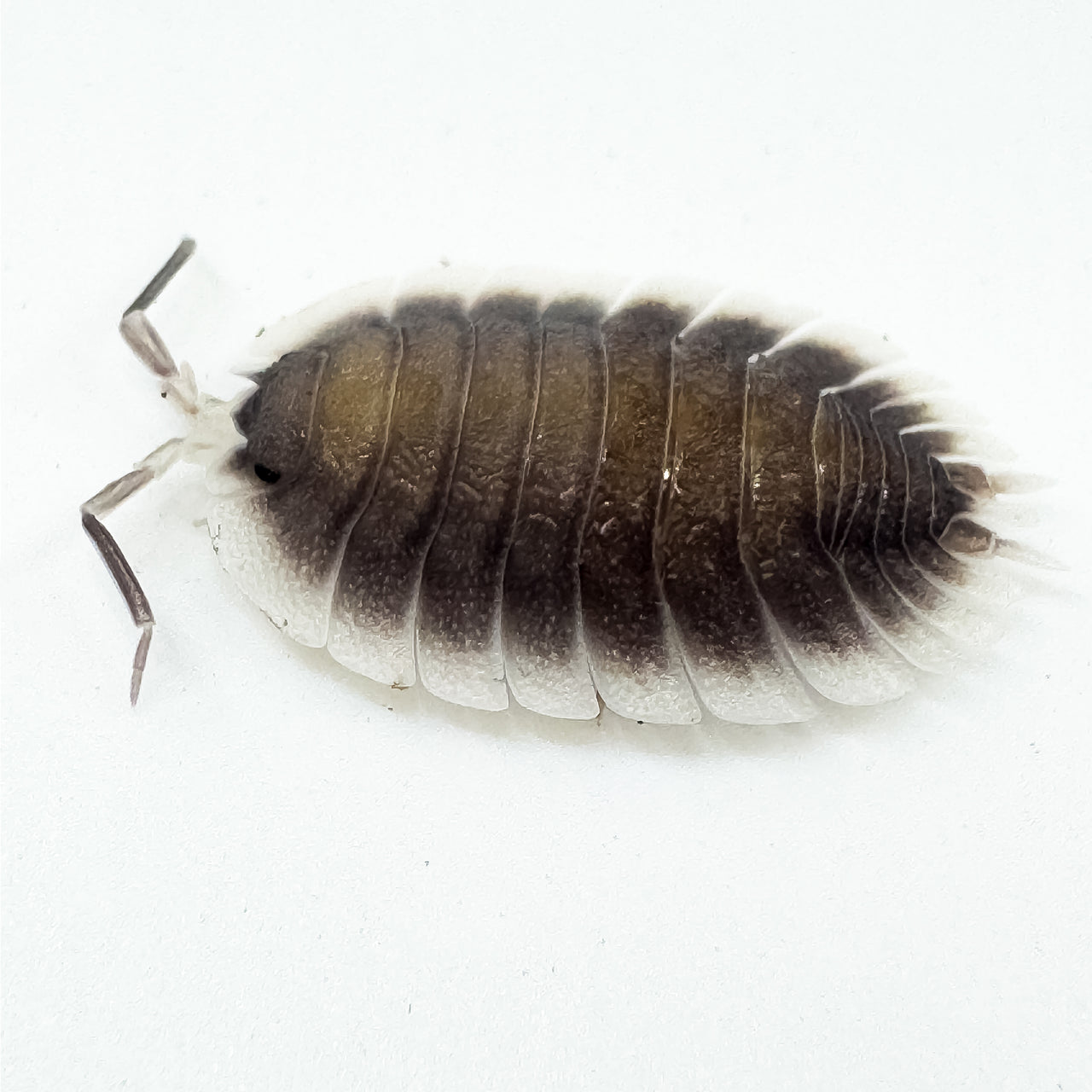 Porcellio Werneri "Greek Shield Isopod"