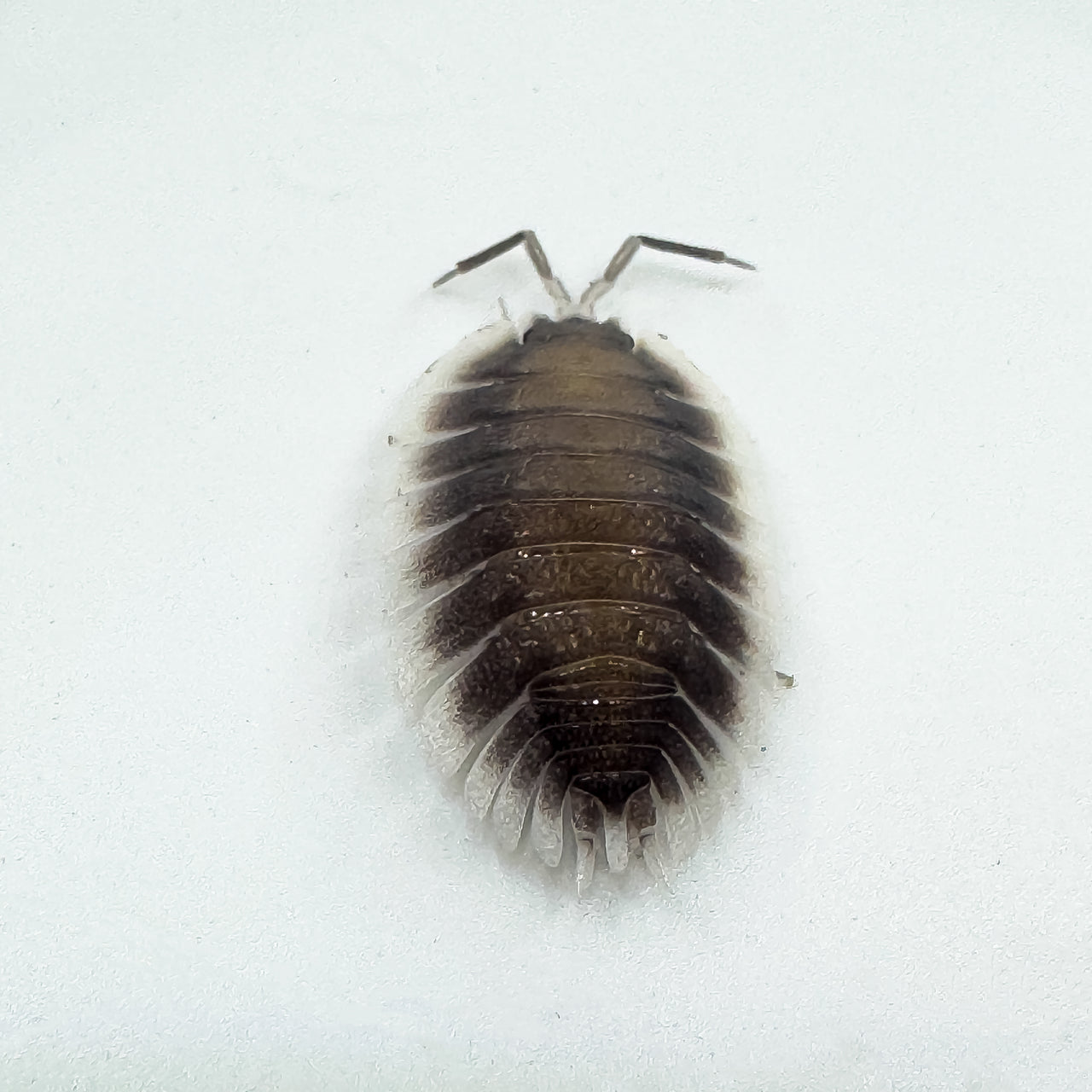 Porcellio Werneri "Greek Shield Isopod"