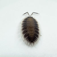 Thumbnail for Porcellio Werneri 