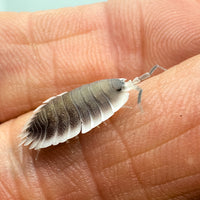 Thumbnail for Porcellio Werneri 
