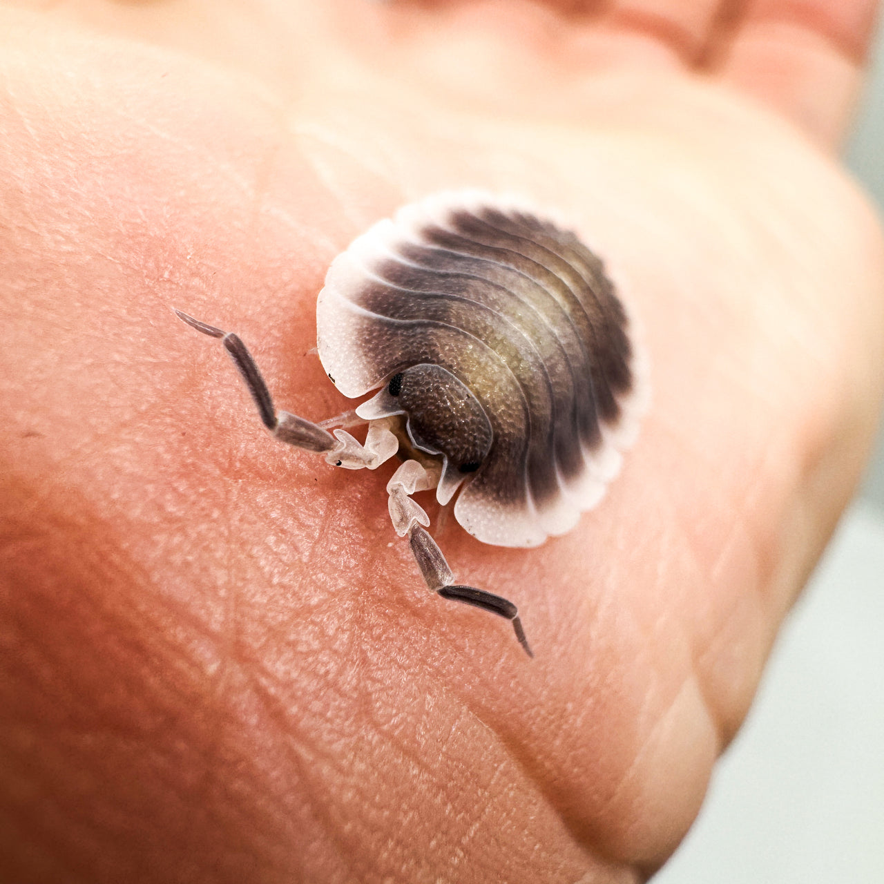 Porcellio Werneri "Greek Shield Isopod"