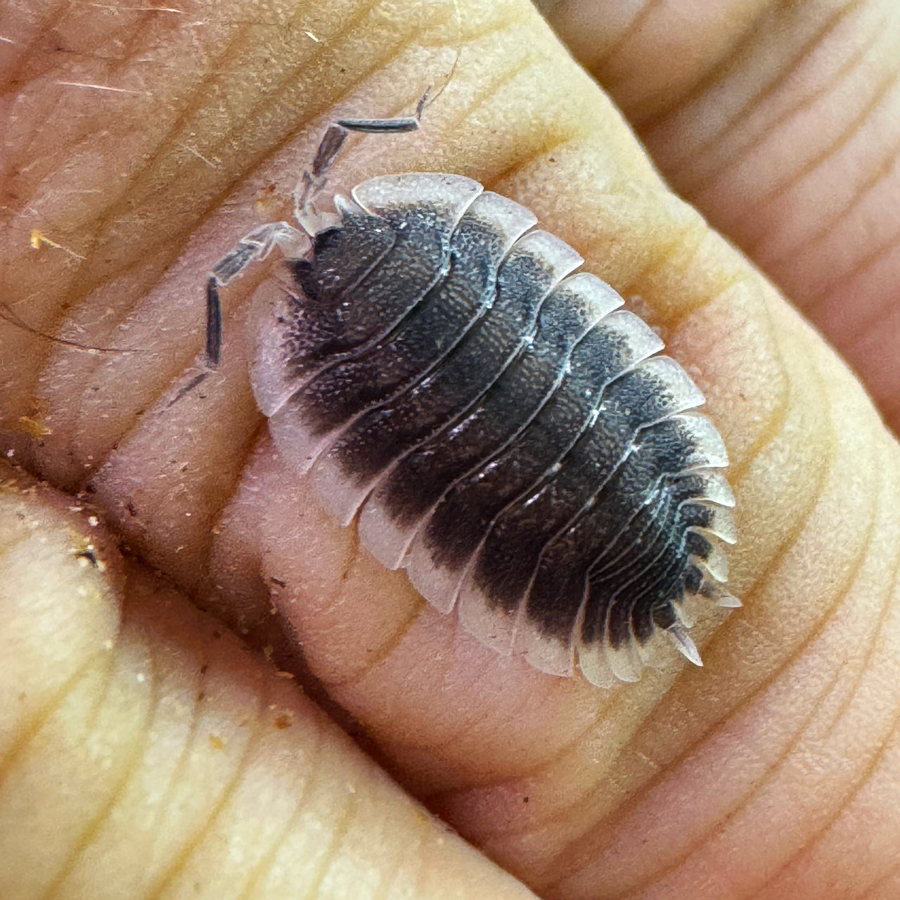Porcellio Werneri "Greek Shield Isopod"