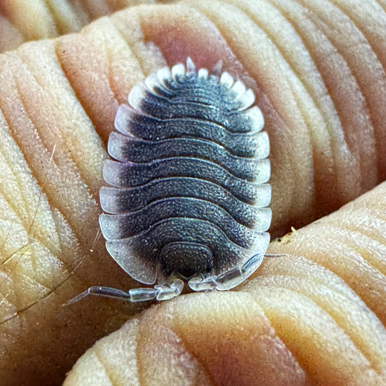 Porcellio Werneri "Greek Shield Isopod"