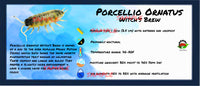 Thumbnail for Porcellio Ornatus Witch's Brew Isopod Bin Label