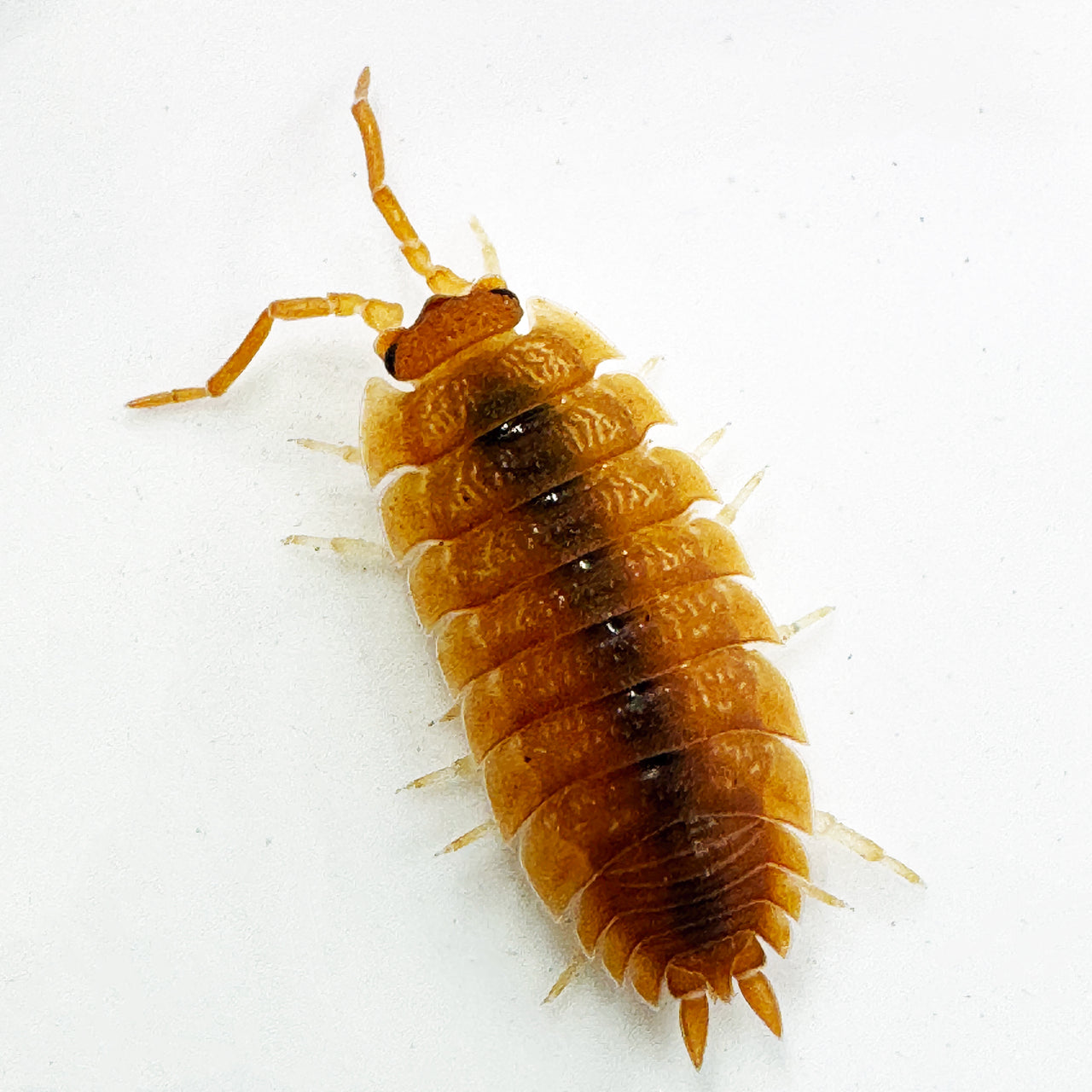 Porcellio Scaber "Orange"