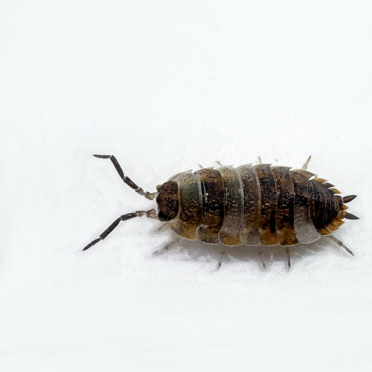 Porcellio Scaber "Skewbald Tri"