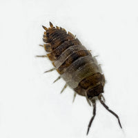 Thumbnail for Porcellio Scaber 