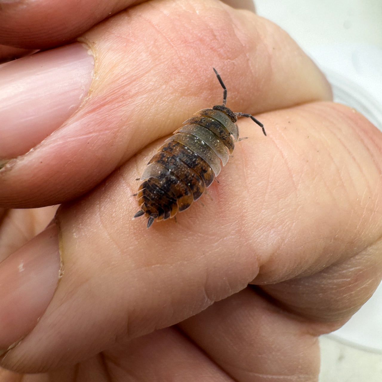 Porcellio Scaber "Skewbald Tri"