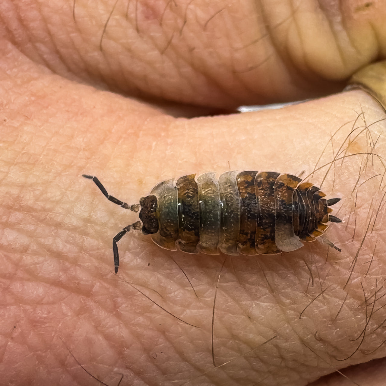 Porcellio Scaber "Skewbald Tri"