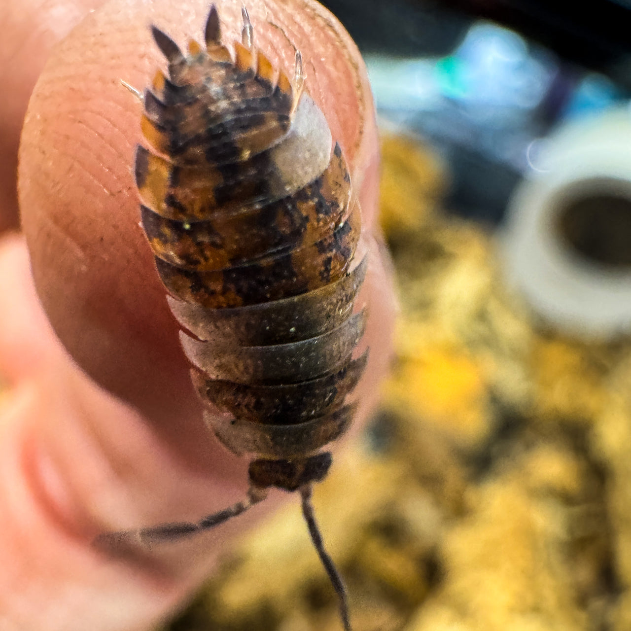 Porcellio Scaber "Skewbald Tri"