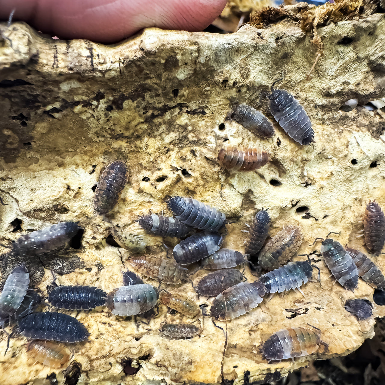 Porcellio Scaber "Skewbald Tri"