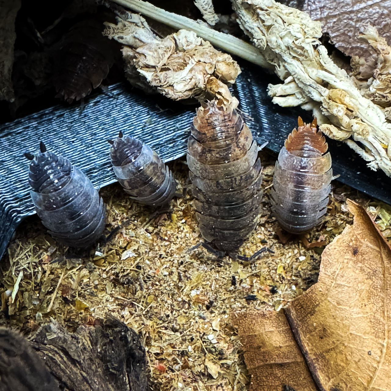 Porcellio Scaber "Skewbald Tri"