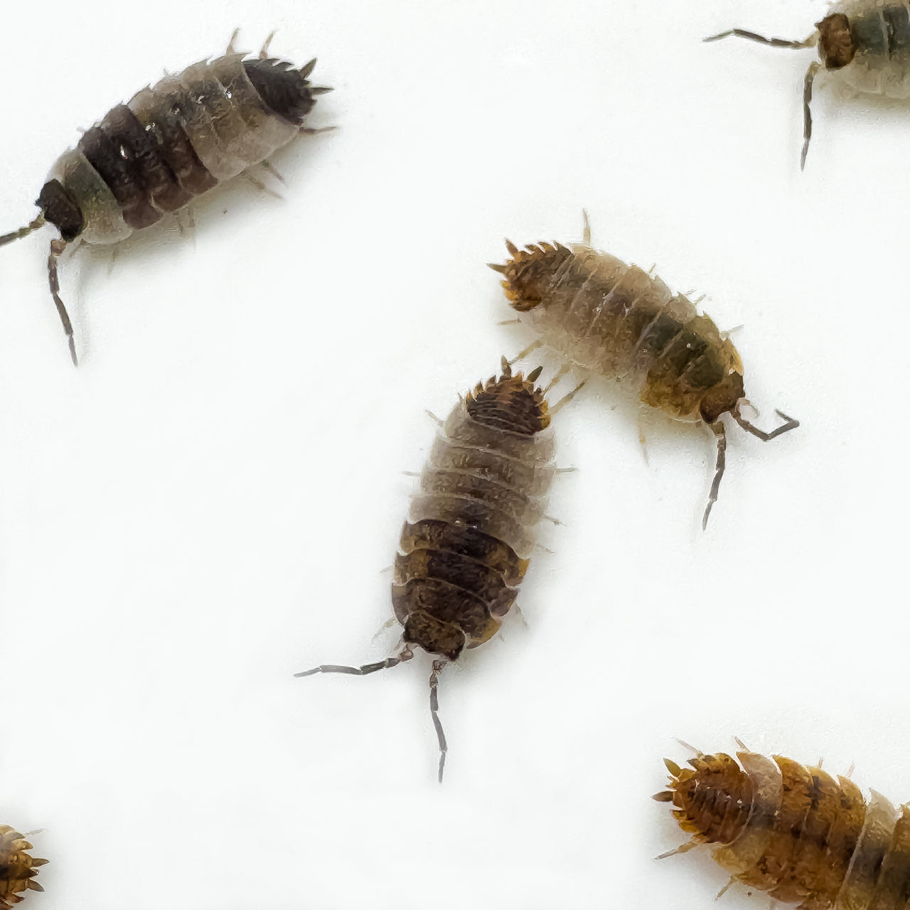 Porcellio Scaber "Skewbald Tri"