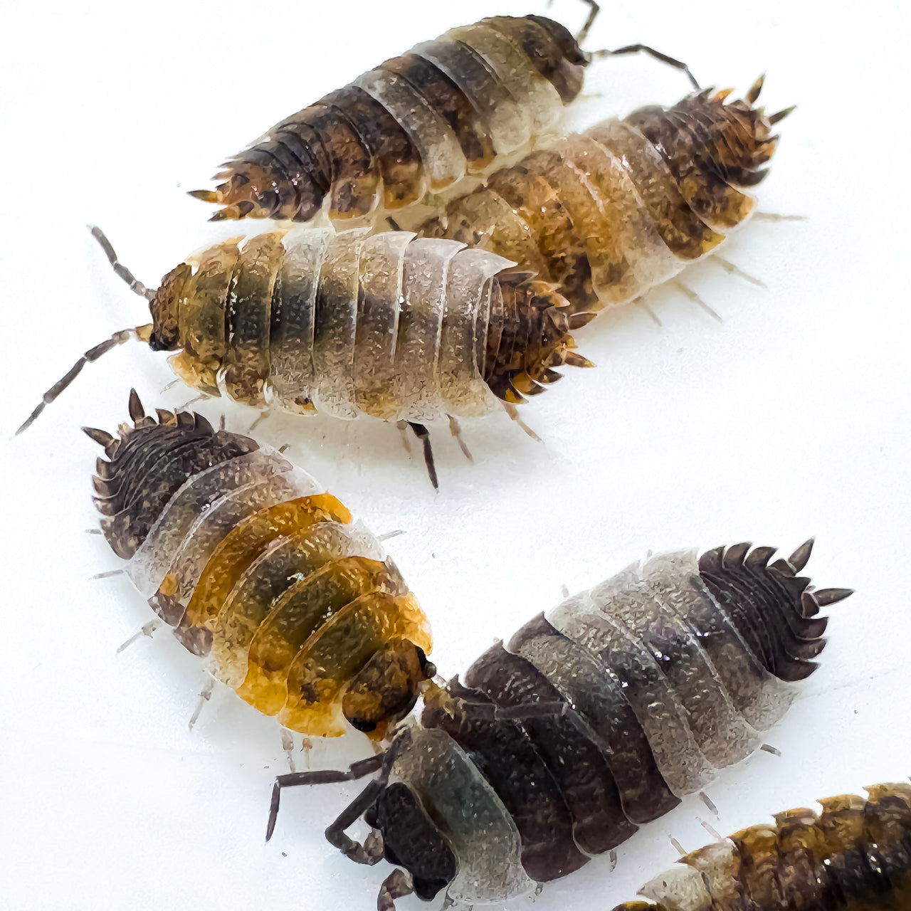 Porcellio Scaber "Skewbald Tri"