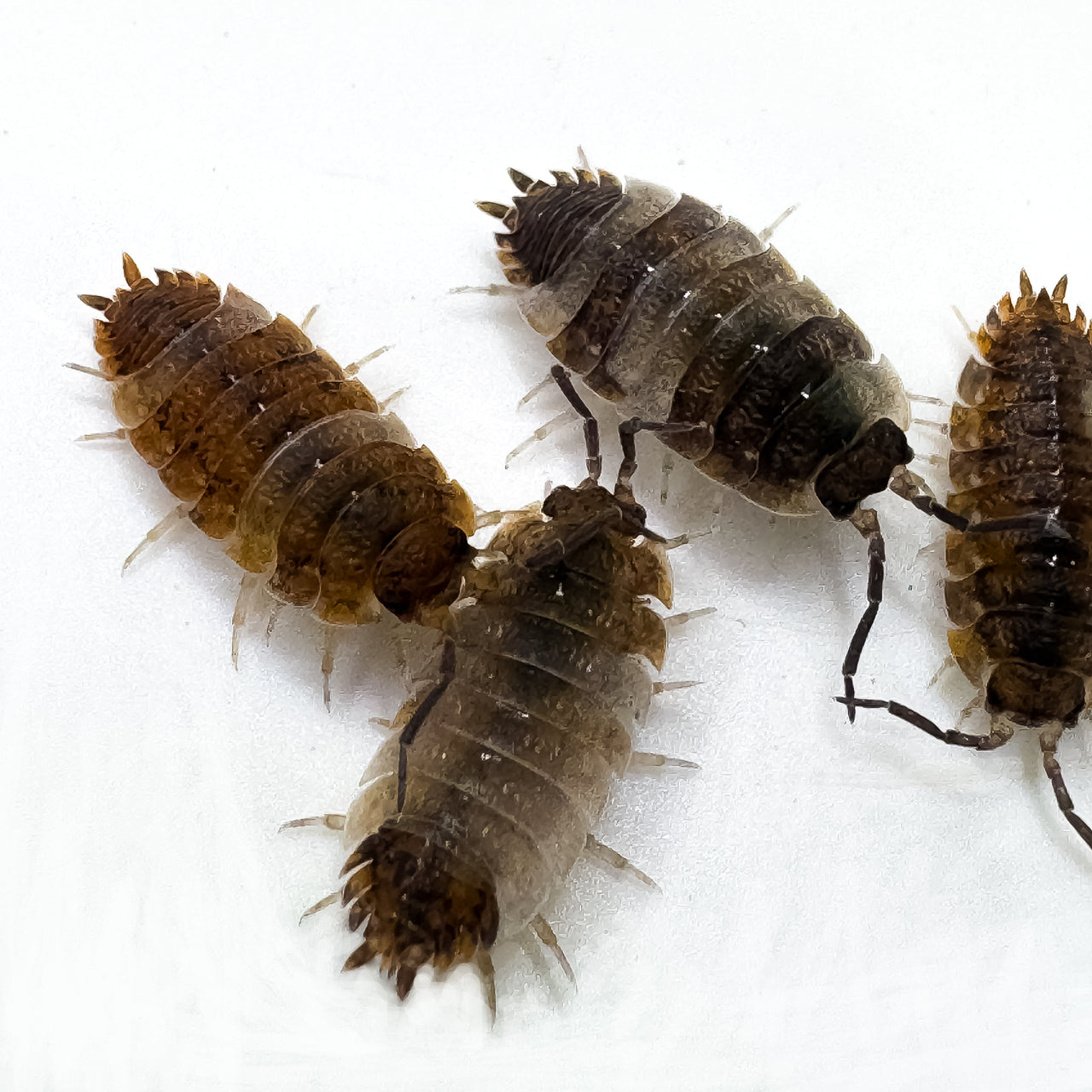 Porcellio Scaber "Skewbald Tri"