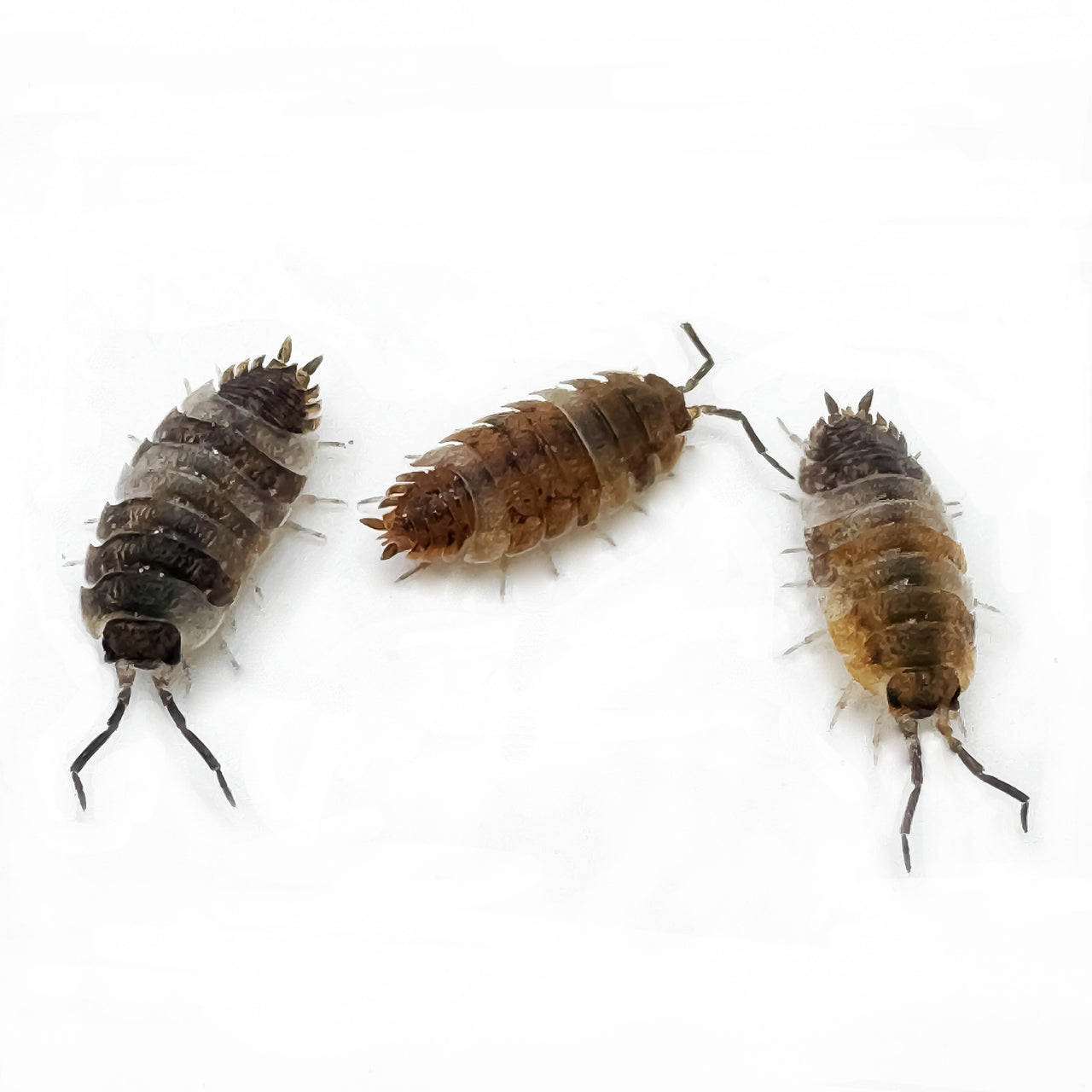 Porcellio Scaber "Skewbald Tri"