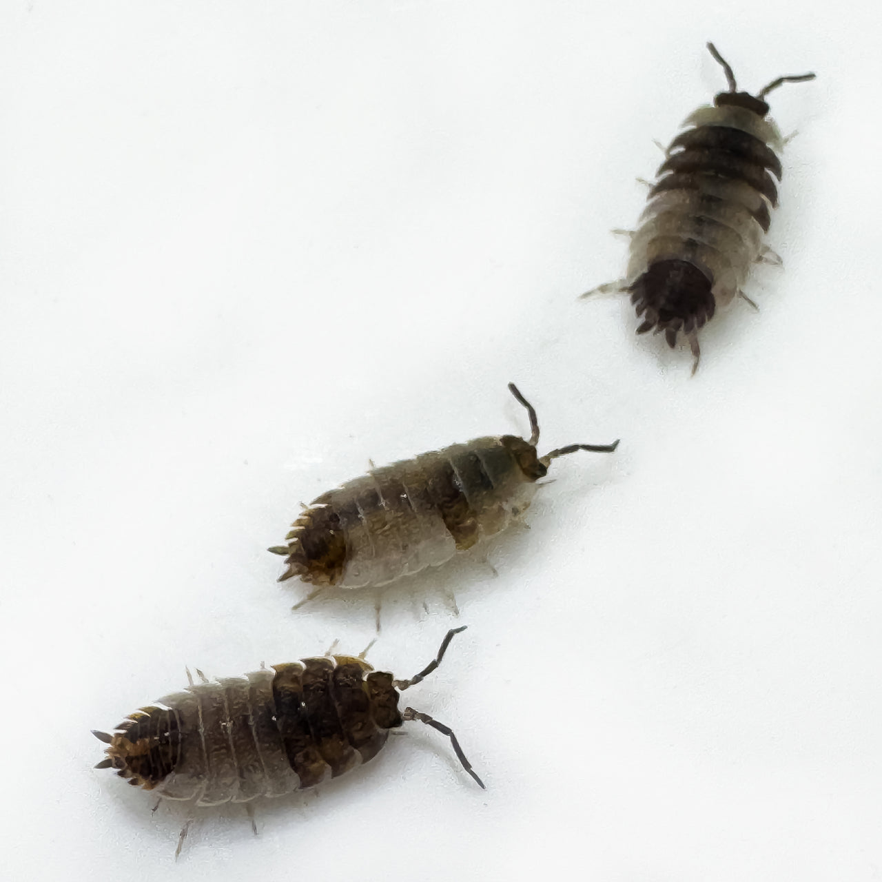 Porcellio Scaber "Skewbald Tri"