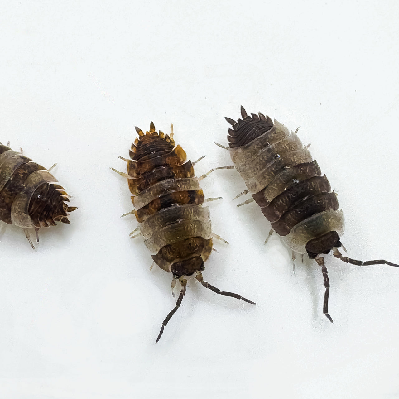 Porcellio Scaber "Skewbald Tri"