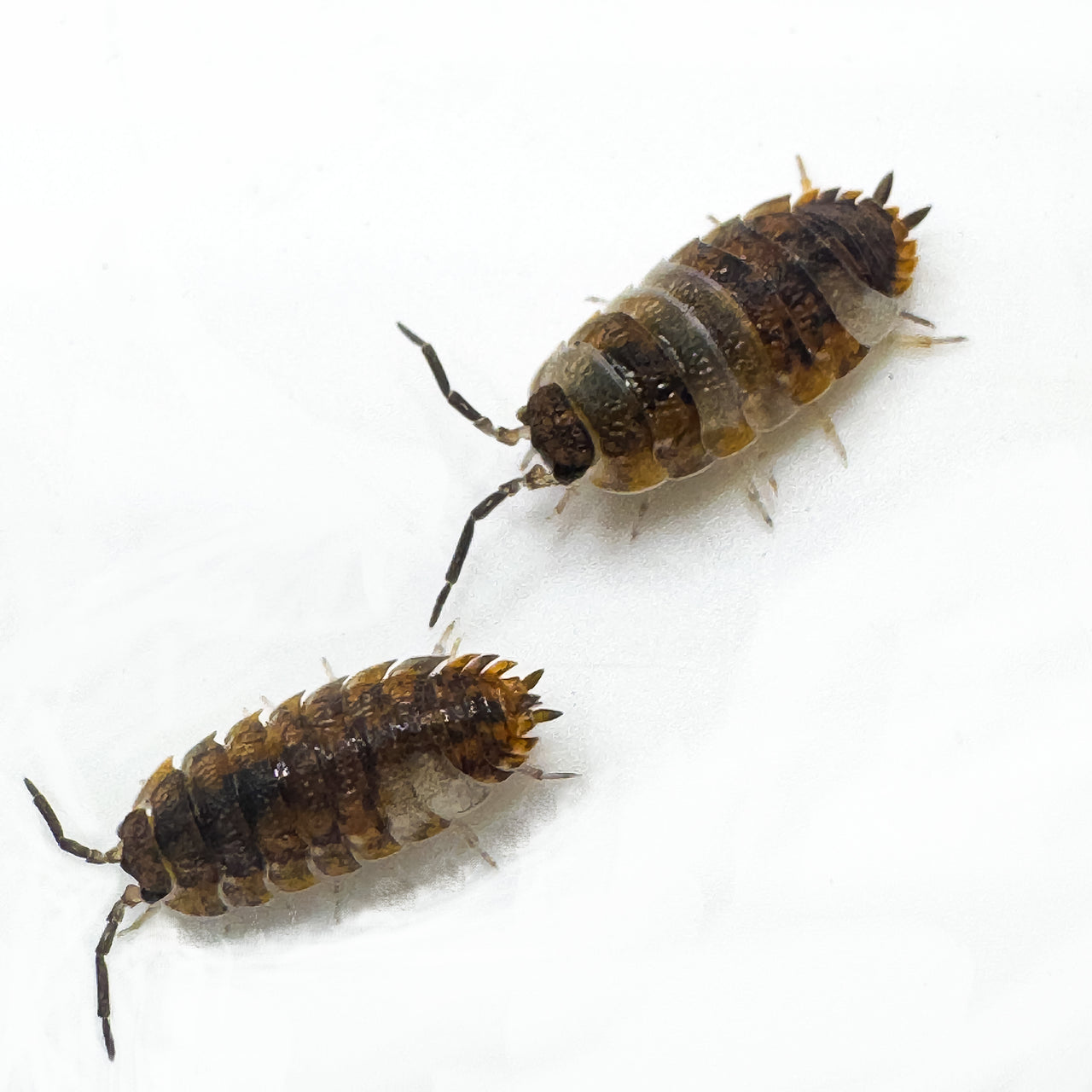 Porcellio Scaber "Skewbald Tri"