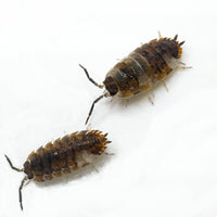 Thumbnail for Porcellio Scaber 