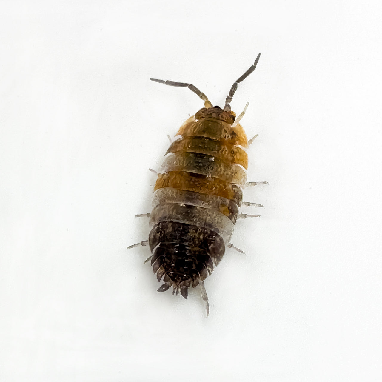 Porcellio Scaber "Skewbald Tri"