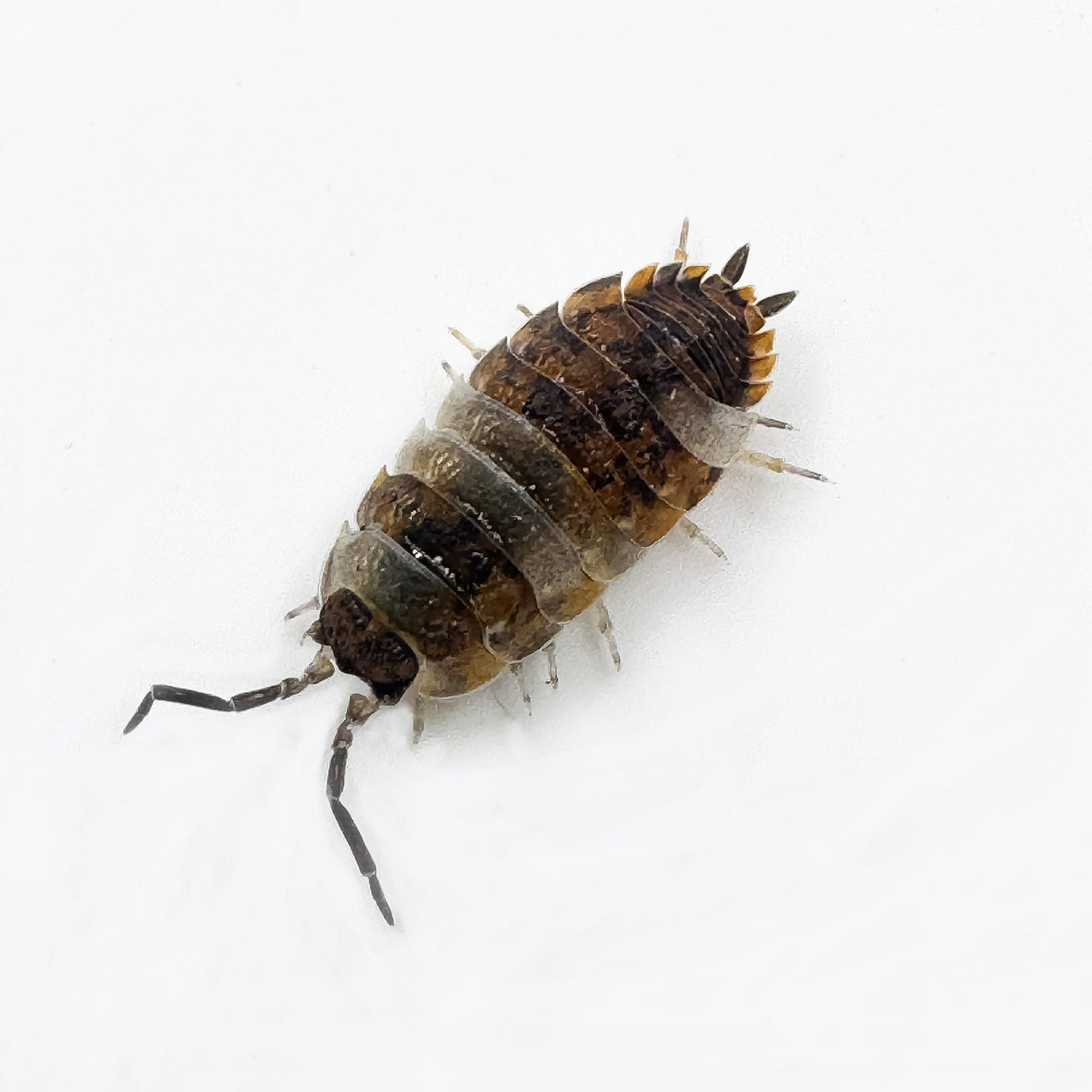 Porcellio Scaber "Skewbald Tri"