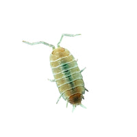 Thumbnail for Porcellionides Pruinosus 