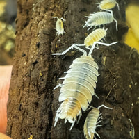 Thumbnail for Porcellionides Pruinosus 