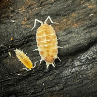 Thumbnail for Porcellionides Pruinosus 