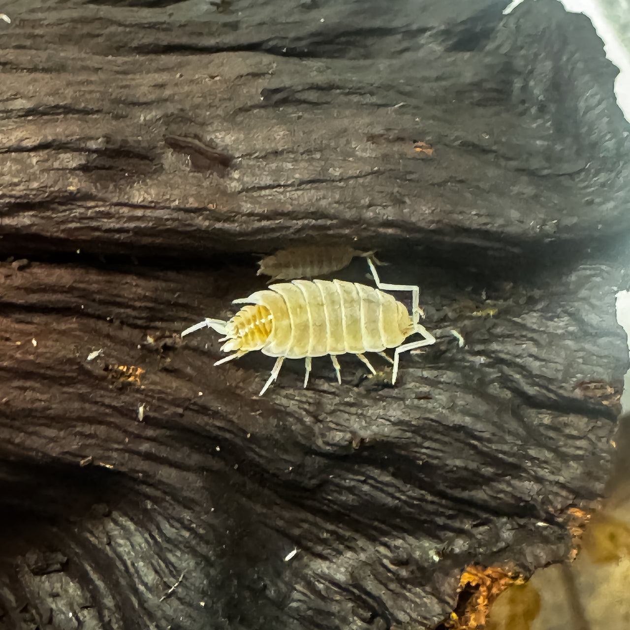 Porcellionides Pruinosus "Lemon Berry Crumble"
