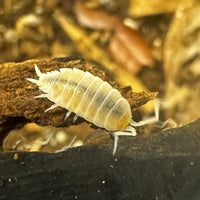 Thumbnail for Porcellionides Pruinosus 