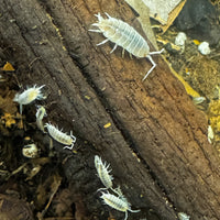 Thumbnail for Porcellionides Pruinosus 