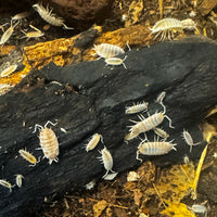Thumbnail for Porcellionides Pruinosus 
