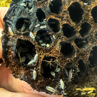 Thumbnail for Porcellionides Pruinosus 