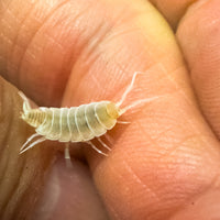 Thumbnail for Porcellionides Pruinosus 