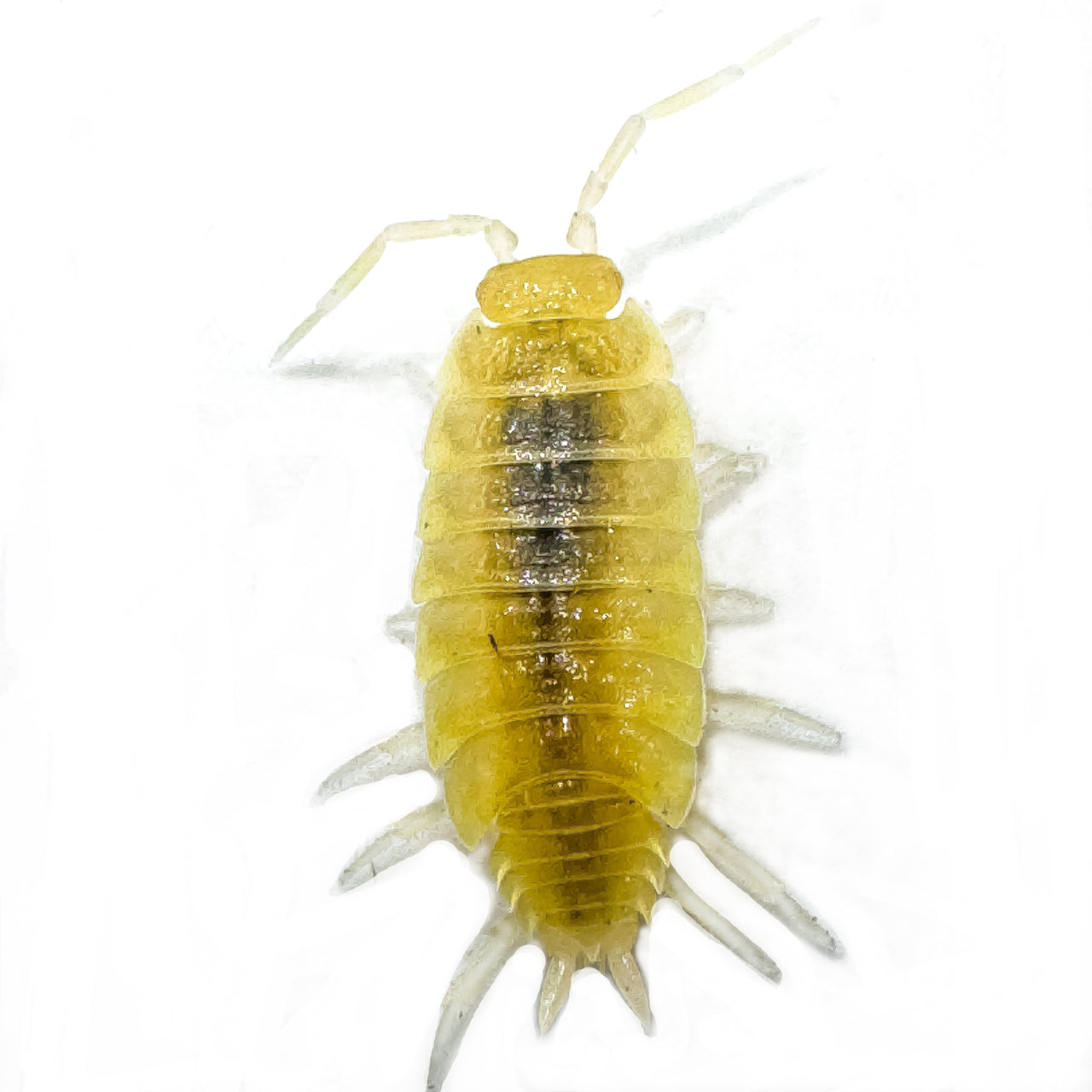 Porcellionides Pruinosus "White Out"