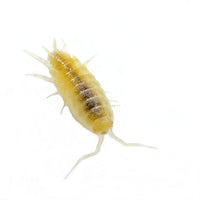 Thumbnail for Porcellionides Pruinosus 