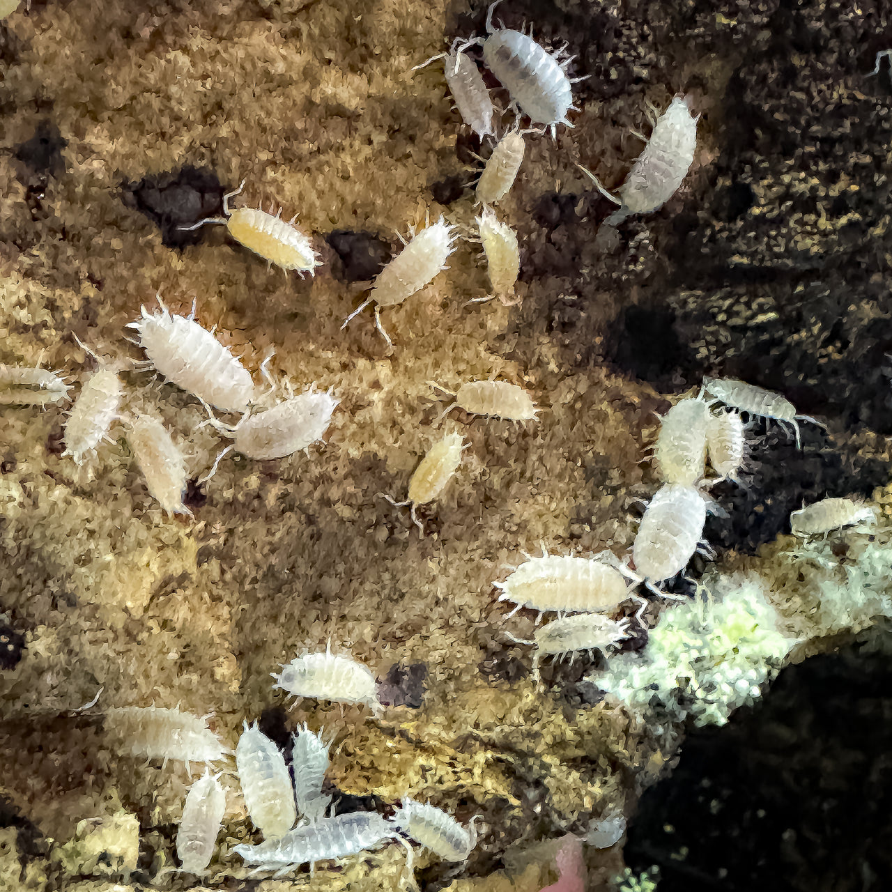 Porcellionides Pruinosus "White Out"