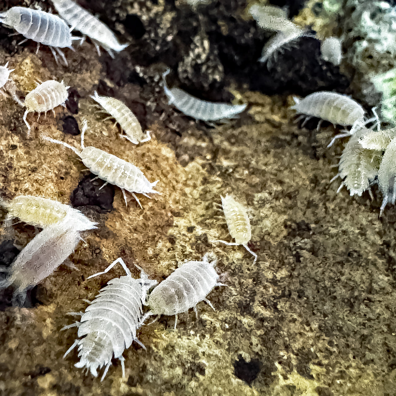 Porcellionides Pruinosus "White Out"