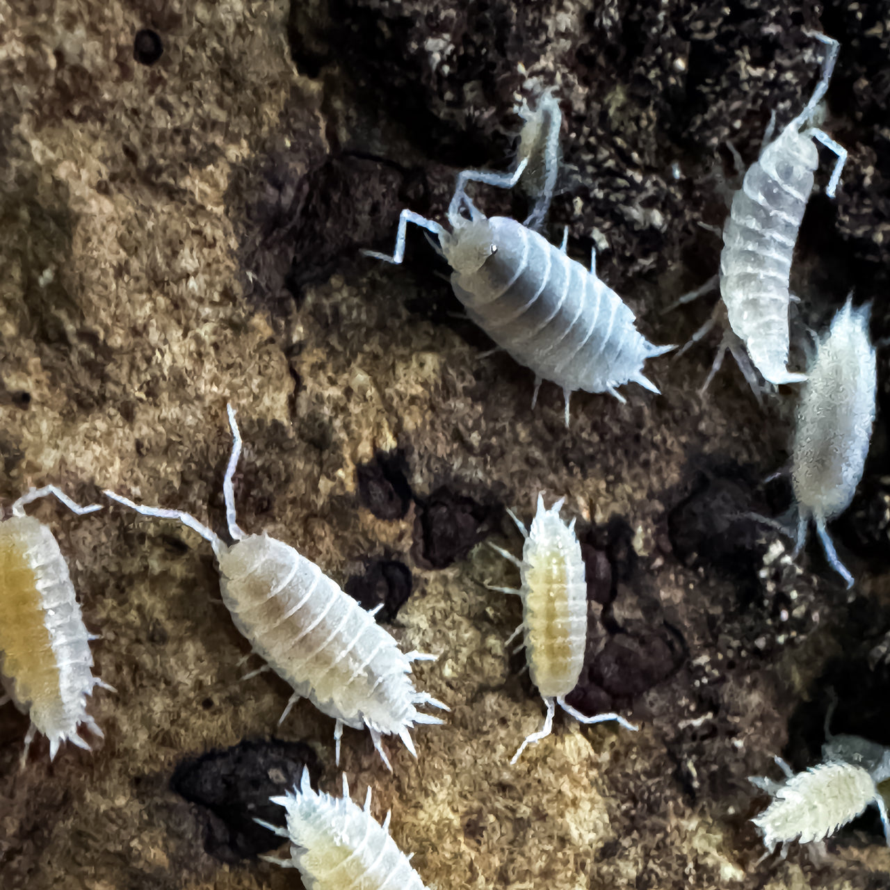 Porcellionides Pruinosus "White Out"