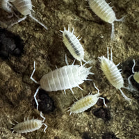 Thumbnail for Porcellionides Pruinosus 