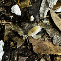 Thumbnail for Porcellionides Pruinosus 