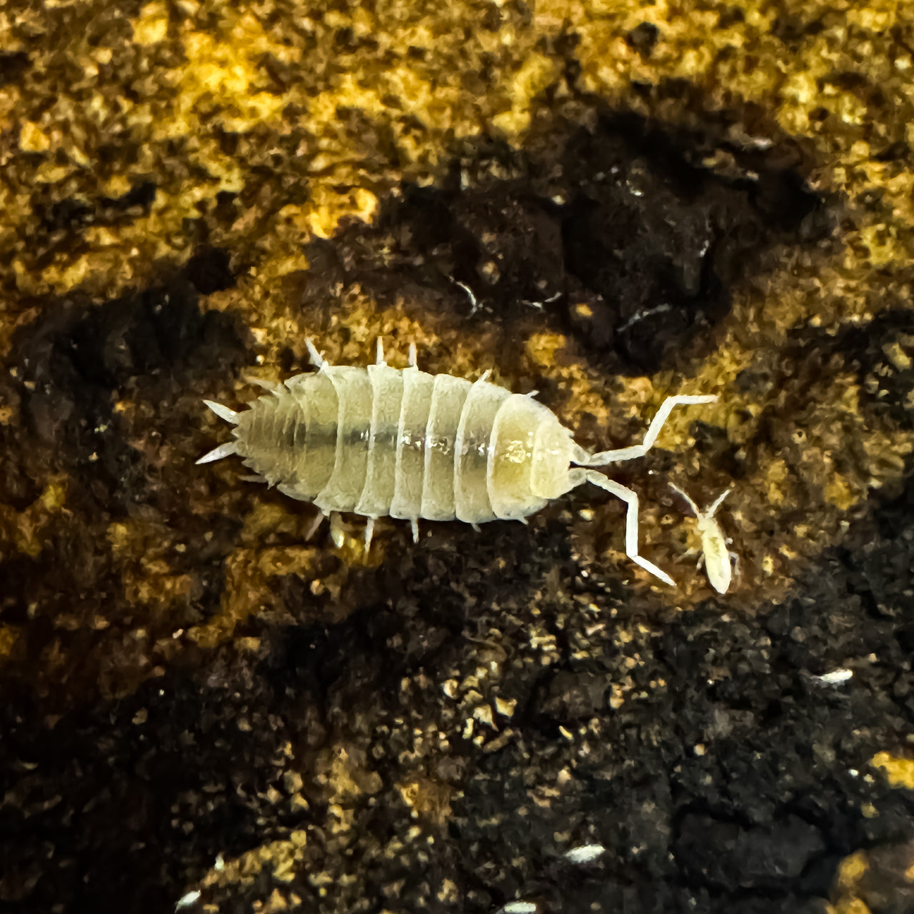 Porcellionides Pruinosus "White Out"