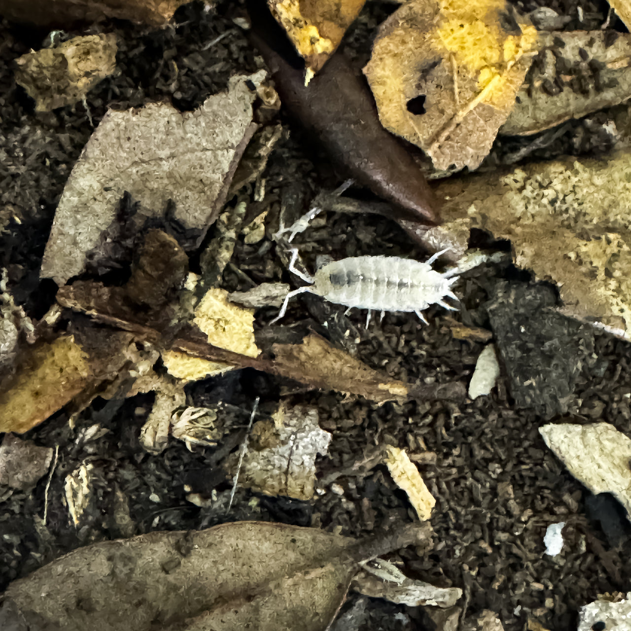 Porcellionides Pruinosus "White Out"