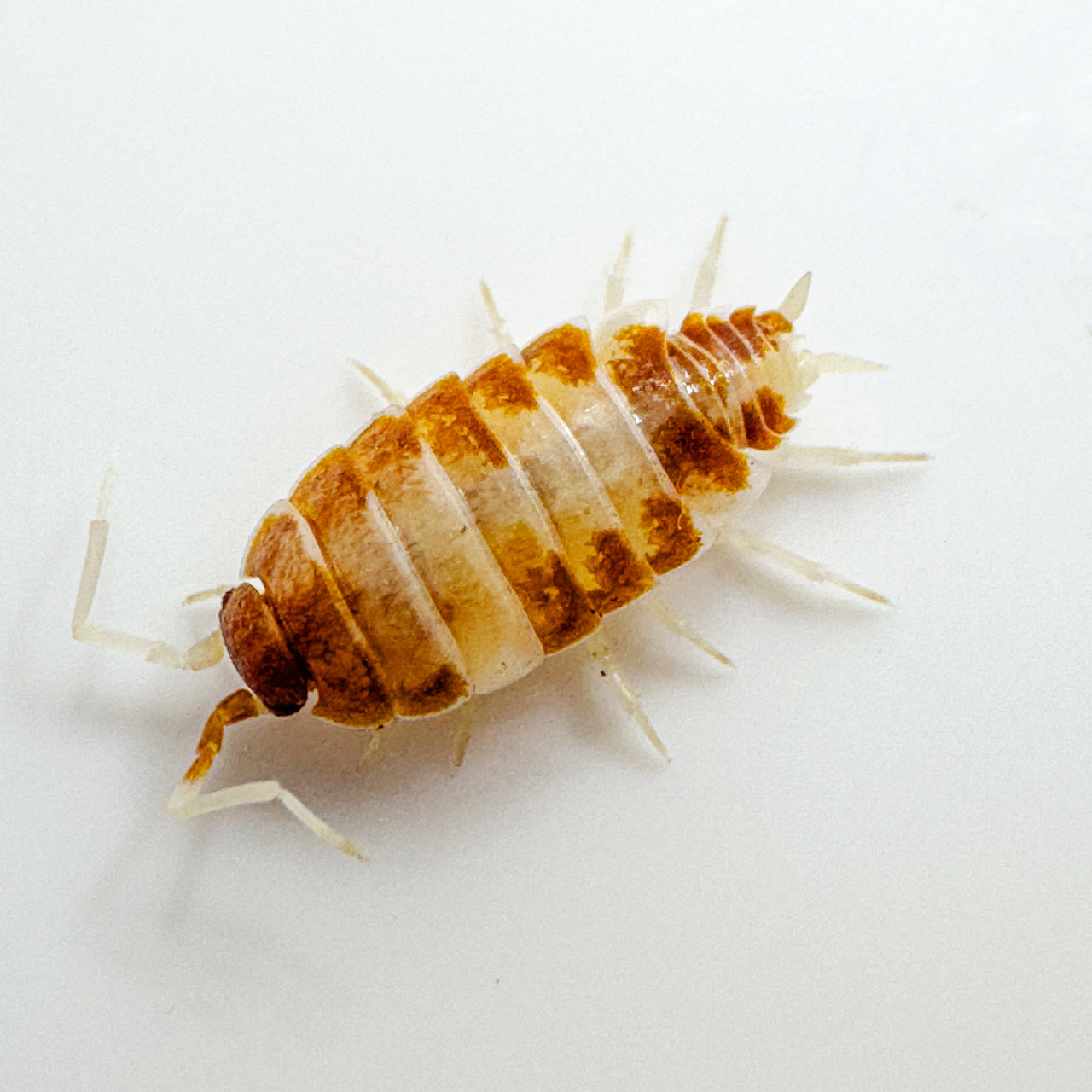 Porcellionides Pruinosus "Orange Cream"