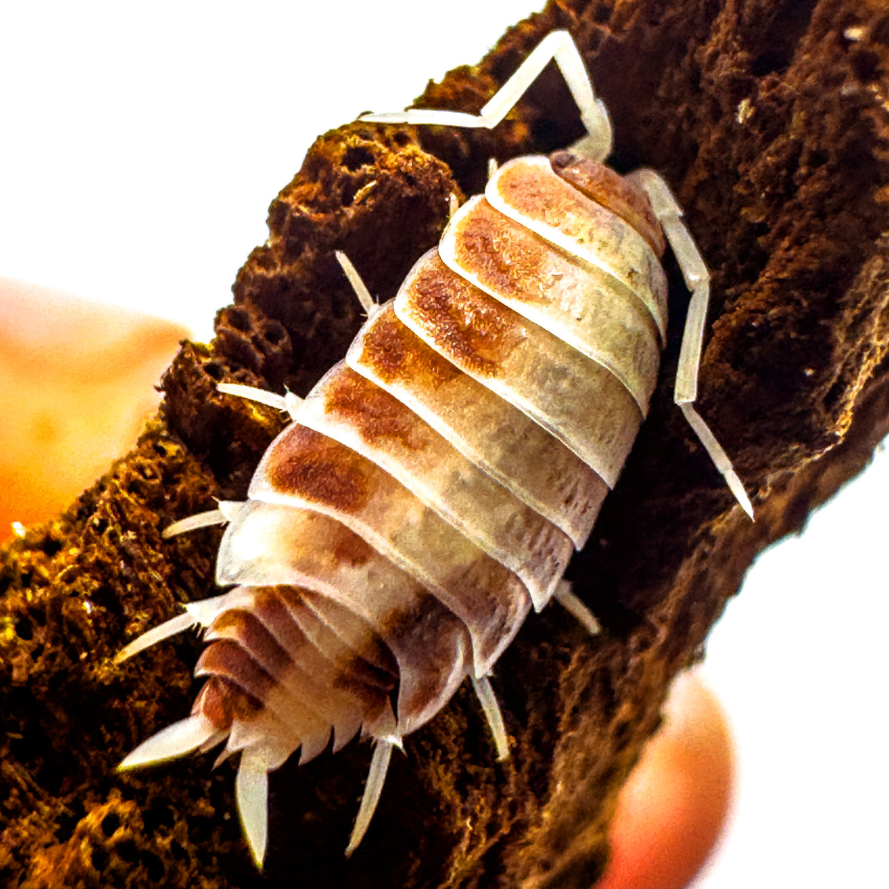 Porcellionides Pruinosus "Orange Cream"