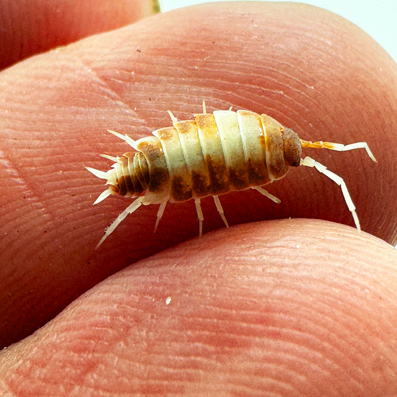 Porcellionides Pruinosus "Orange Cream"