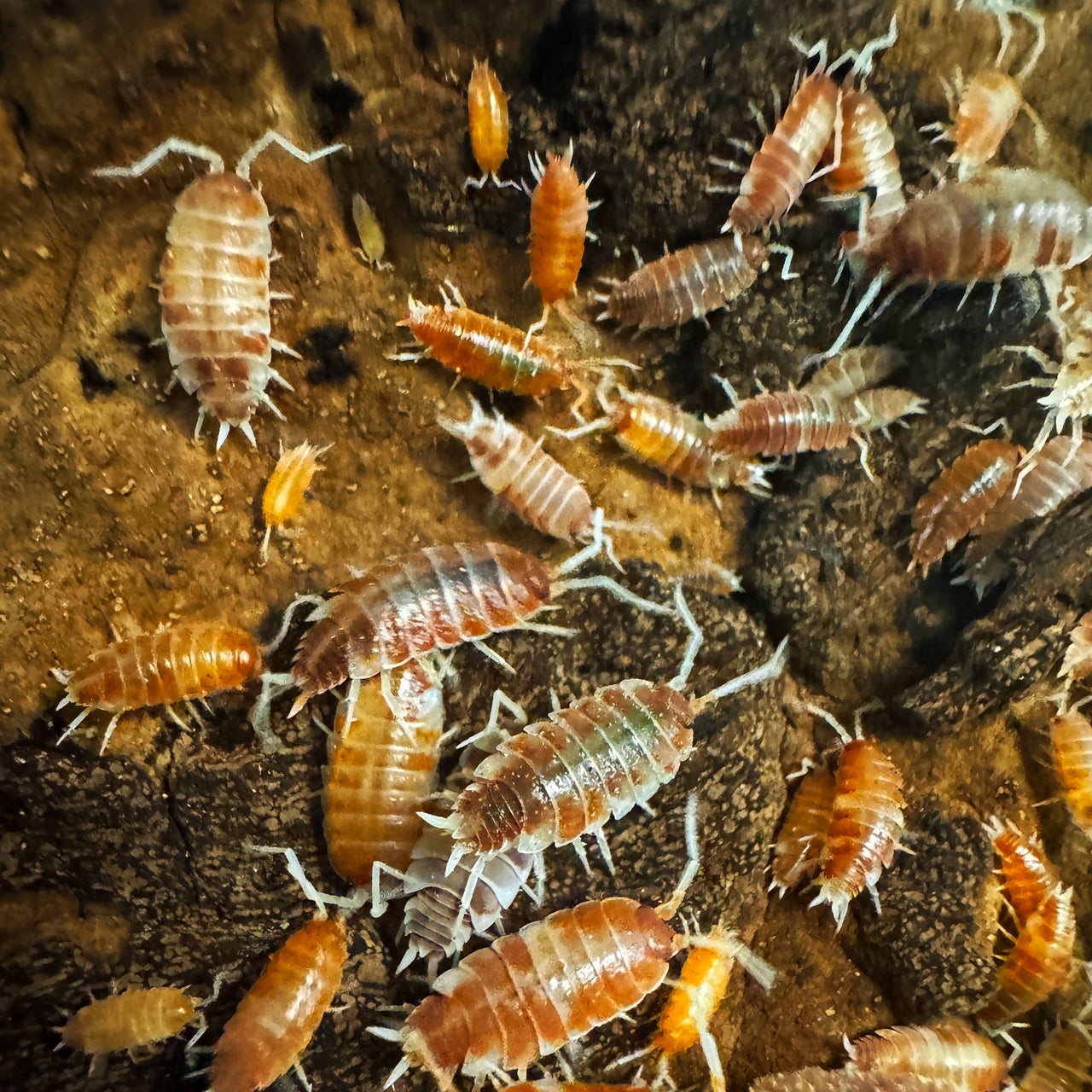 Porcellionides Pruinosus "Orange Cream"